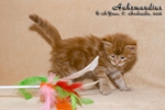 Котёнок породы мейн-кун Aahzmandius Belgarion