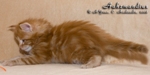 Котёнок породы мейн-кун Aahzmandius Belgarion (1 месяц)