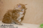 Котёнок породы мейн-кун Aahzmandius Belgarion