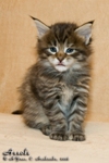 Котёнок породы мейн-кун Assole Belgarion