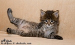 Котёнок породы мейн-кун Arjun Belgarion (1 месяц)