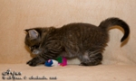 Котёнок породы мейн-кун Arjun Belgarion (1 месяц)