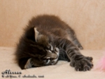 Котёнок породы мейн-кун Alessan Belgarion