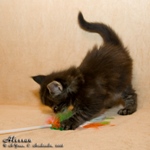 Котёнок породы мейн-кун Alessan Belgarion (1 месяц)