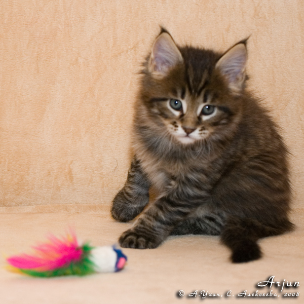 Котёнок породы мейн-кун Arjun Belgarion (1,5 месяца)