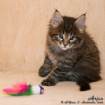Котёнок породы мейн-кун Arjun Belgarion (1,5 месяца)