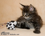 Котёнок породы мейн-кун Alessan Belgarion