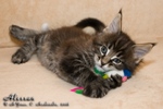 Котёнок породы мейн-кун Alessan Belgarion (1,5 месяца)