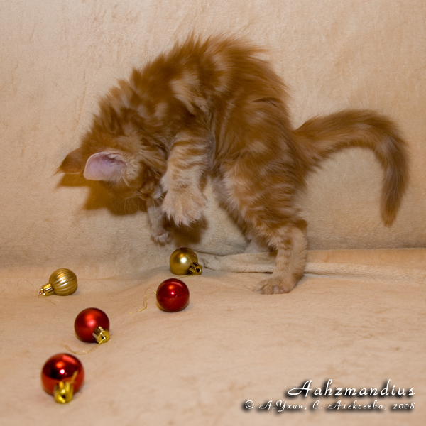Котёнок породы мейн-кун Aahzmandius Belgarion (1 месяц и 3 недели)