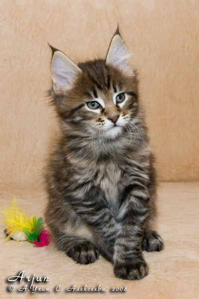 Котёнок породы мейн-кун Arjun Belgarion (1 месяц и 3 недели)