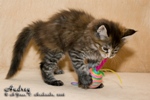 Котёнок породы мейн-кун Audrey Belgarion (1 месяц и 3 недели)