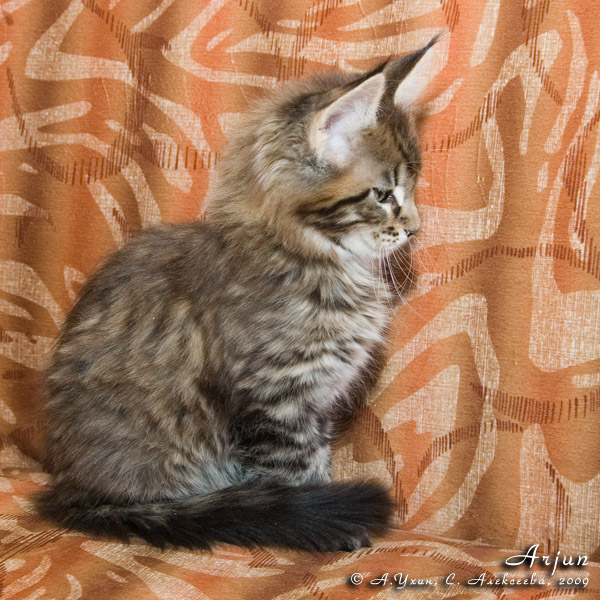 Котёнок породы мейн-кун Arjun Belgarion (2 месяца)