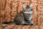 Котёнок породы мейн-кун Assole Belgarion (2 месяца)