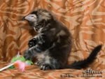 Котёнок породы мейн-кун Alessan Belgarion (2 месяца)