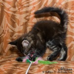 Котёнок породы мейн-кун Alessan Belgarion (2 месяца)