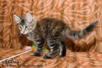 Котёнок породы мейн-кун Audrey Belgarion (2 месяца)
