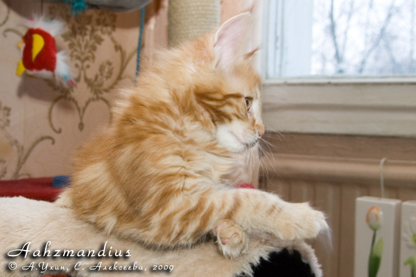 Котёнок породы мейн-кун Aahzmandius Belgarion (2 месяца)