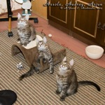 Котята породы мейн-кун Assole, Audrey, Arjun