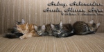 Котята породы мейн-кун Audrey, Aahzmandius, Assole, Alessan, Arjun