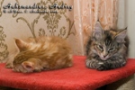 Котята породы мейн-кун Aahzmandius, Audrey