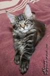 Котёнок породы мейн-кун Alessan Belgarion (3 месяца)