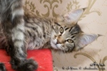 Котёнок породы мейн-кун Arjun Belgarion (3 месяца)