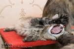 Котёнок породы мейн-кун Arjun Belgarion