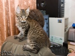 Котёнок породы мейн-кун Arjun Belgarion (3 месяца)