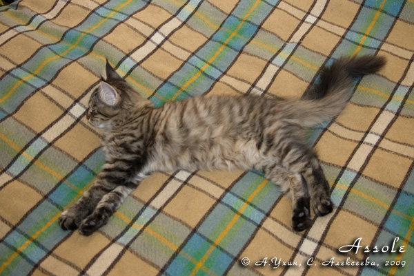 Котёнок породы мейн-кун Assole Belgarion (3,5 месяца)