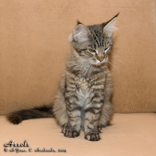 Котёнок породы мейн-кун Assole Belgarion (3,5 месяца)