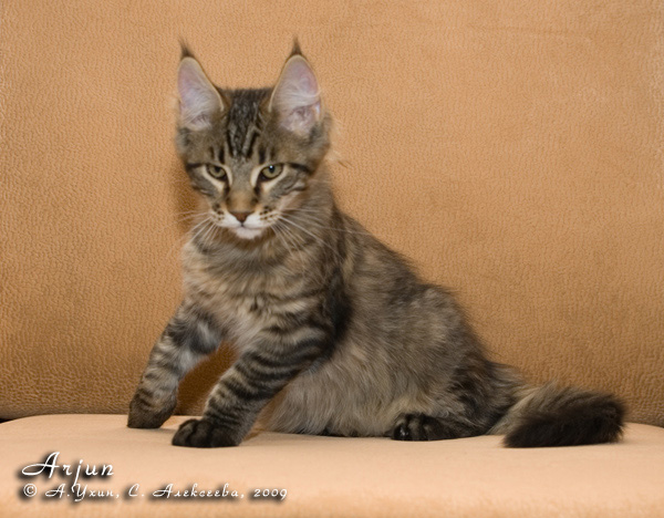 Котёнок породы мейн-кун Arjun Belgarion (3,5 месяца)