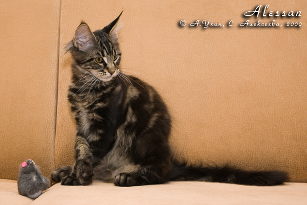 Котёнок породы мейн-кун Alessan Belgarion (3,5 месяца)