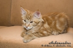 Котёнок породы мейн-кун Aahzmandius