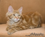 Котёнок породы мейн-кун Aahzmandius Belgarion (3,5 месяца)
