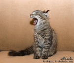 Котёнок породы мейн-кун Assole