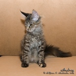 Котёнок породы мейн-кун Audrey