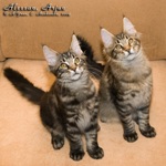 Котята породы мейн-кун Alessan, Arjun
