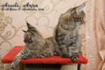 Котята породы мейн-кун Assole, Arjun