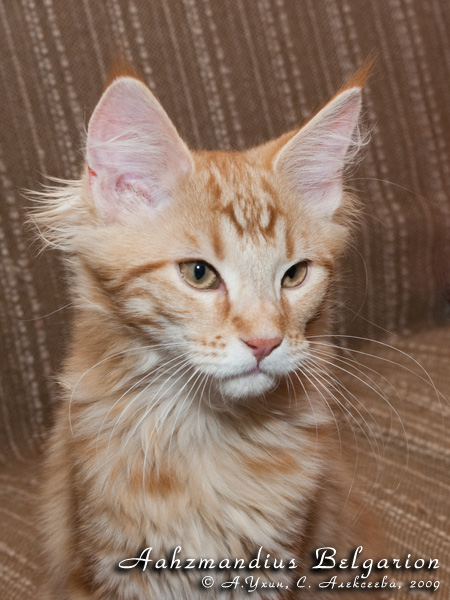 Котёнок породы мейн-кун Aahzmandius Belgarion (3 месяца и 3 недели)
