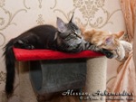 Котята породы мейн-кун Alessan Belgarion, Aahzmandius Belgarion