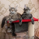 Котята породы мейн-кун Assole, Alessan, Audrey