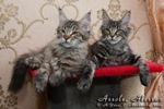 Котята породы мейн-кун Assole Belgarion, Alessan Belgarion