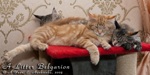 Котята породы мейн-кун помёта «A» питомника Belgarion