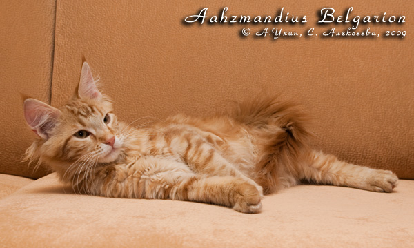 Котёнок породы мейн-кун Aahzmandius Belgarion (4 месяца)