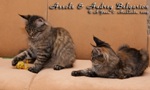Котята породы мейн-кун Assole & Audrey Belgarion