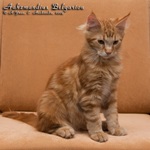 Котёнок породы мейн-кун Aahzmandius Belgarion (4 месяца)