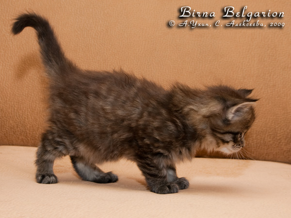 Котёнок породы мейн-кун Birna Belgarion (1 месяц)