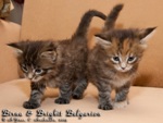 Котята породы мейн-кун Birna & Brighit Belgarion