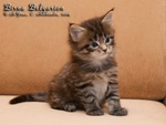 Котёнок породы мейн-кун Birna Belgarion (1 месяц)