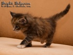 Котёнок породы мейн-кун Brighit Belgarion